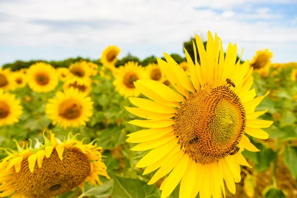 Kvetoucí Žluté Slunečnice Poli Létě — Stock fotografie