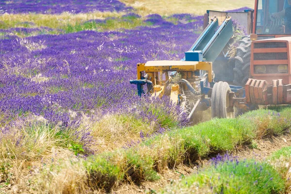 Traktor Arbeitet Auf Lavendelfeldern Ernte Der Reifen Ernte Frankreich — Stockfoto