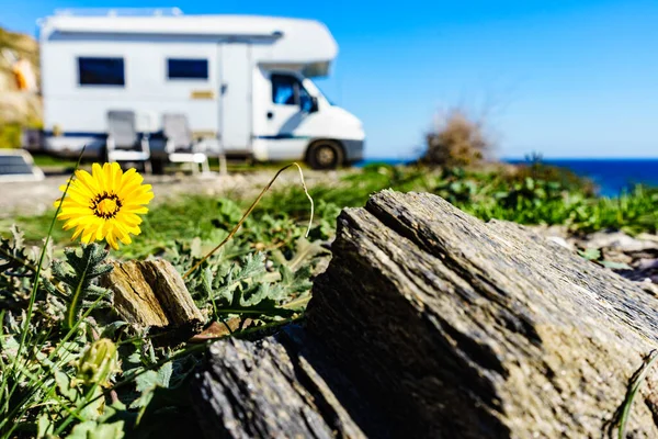 Pissenlit Jaune Printemps Fleur Camping Car Camping Sur Rivage Mer — Photo