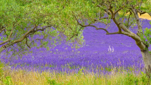 Französische Landschaft Mit Olivenbäumen Und Lavendelfeldern Provence Frankreich — Stockfoto