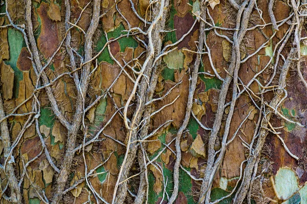 Ivy Torr Växt Träd Bark Bakgrund Naturens Struktur — Stockfoto