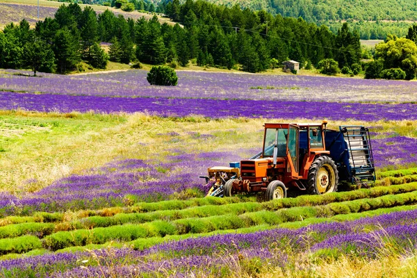 Tractor Working Lavender Fields Harvesting Ripened Crop France — Stock Photo, Image