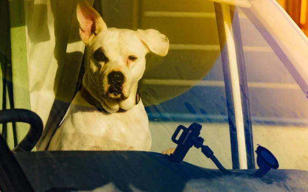 Dog Camper Car Looking Trought Window Pane Motorhome Traveling Pet — Stock Photo, Image
