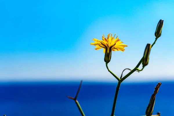 Flowers Mediterranean Coast Plants Blue Sea Water Sunny Day Spring — 图库照片