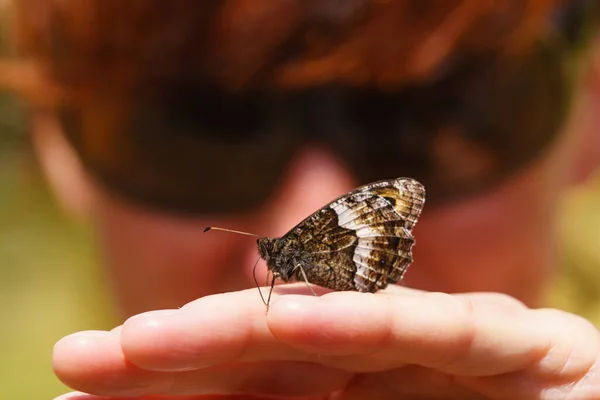 Papillon Brun Assis Sur Main Femme Nature Estivale Mont Ventoux — Photo
