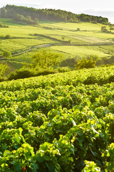 Paysage Viticole Vert Dans Région Viticole Pommard Bourgogne Franche Comte — Photo