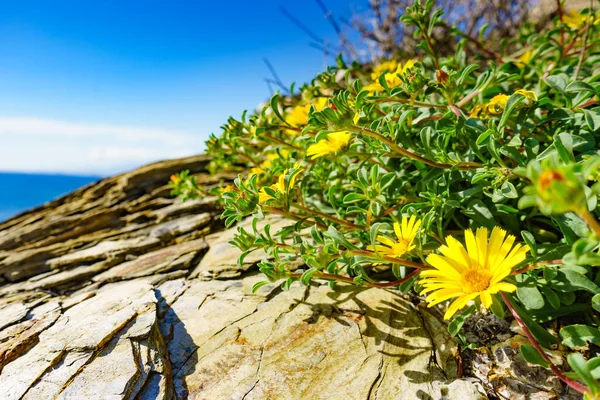 Akdeniz Kıyısında Sarı Çiçekler Ilkbaharda Güneşli Bir Gün — Stok fotoğraf