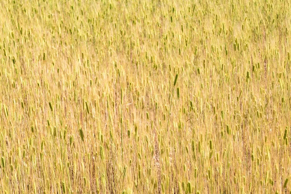 Sunny Gold Wheat Straws Agricultural Field Background — Stock Photo, Image