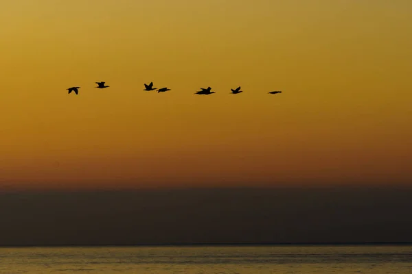Les Oiseaux Volent Dessus Mer Contre Ciel Levant Paysage Naturel — Photo