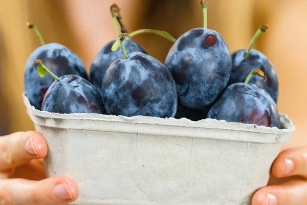 Ragazza Che Tiene Frutti Prugna Blu Scatola Carta Frutta Stagione — Foto Stock