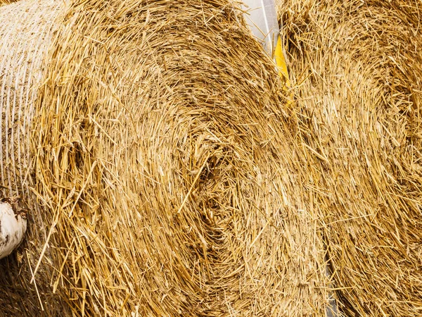 Landwirtschaft Und Ernte Großaufnahme Von Getreideballen Aus Heu Freien — Stockfoto