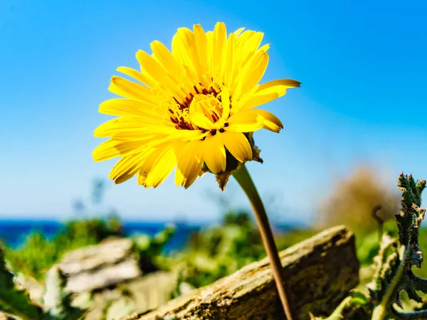 黄色的蒲公英在蓝天下绽放 地中海沿岸 春天阳光灿烂 — 图库照片