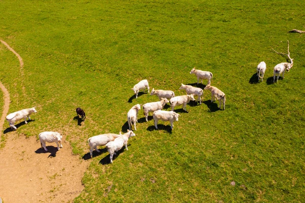 Aerial View White Cows Green Pasture France — Fotografia de Stock