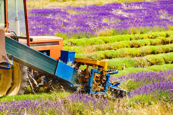 Traktor Arbeitet Auf Lavendelfeldern Ernte Der Reifen Ernte Frankreich — Stockfoto