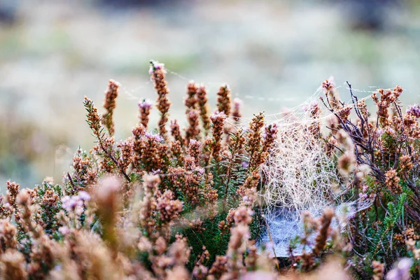 Flower Plant Cobwebs Meadow Field Bokeh Background Morning Time Nature — Stock Photo, Image