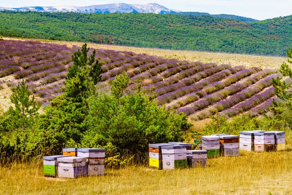 Бджоли Вулики Лавандовому Полі Мед Вулик Відкритому Повітрі Природі Прованс — стокове фото