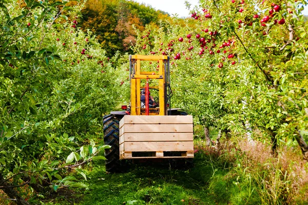 상자에는 사과가 있습니다 수확하고 수송하는 가을에 과수원에서 열매를 프랑스의 — 스톡 사진