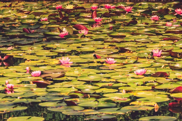 Lotus Water Lilies Pink Flowers Pond — Stock Photo, Image