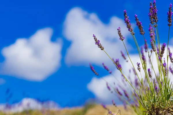Lavender flowers on field and clouds on blue sky. Provence landscape in France.