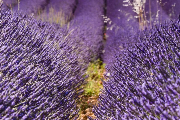 프랑스 프로방스에서는 라벤더 밭에서 꽃피는 여행의 매력적 — 스톡 사진