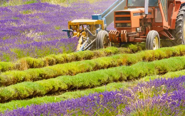 在薰衣草地里工作的拖拉机 法国成熟作物的收获 — 图库照片