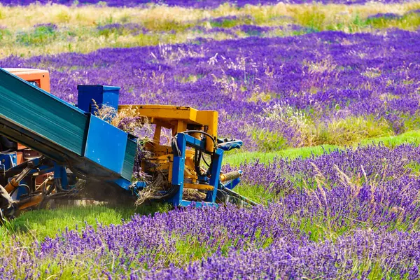 Tractor Working Lavender Fields Harvesting Lavandin Plant Provance France — Stock Photo, Image