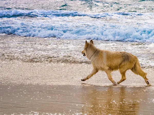 Wet Dog Playing Sea Waves Having Fun Outdoors Beach Seashore — Zdjęcie stockowe
