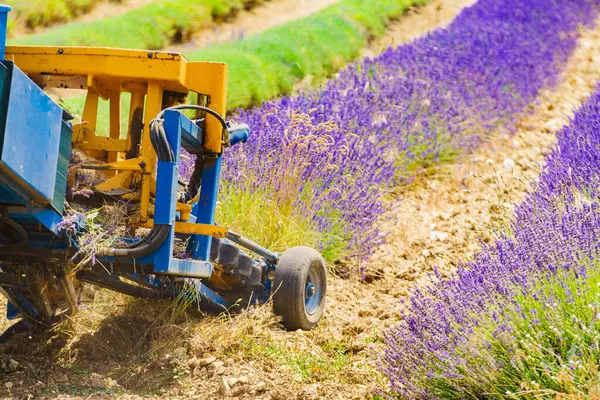 Tractor Working Lavender Fields Harvesting Lavandin Plant Provance France — Stock Photo, Image