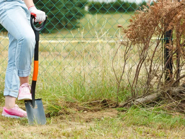 Woman Gardener Digging Hole Ground Soil Shovel Yard Work House — Stock Photo, Image