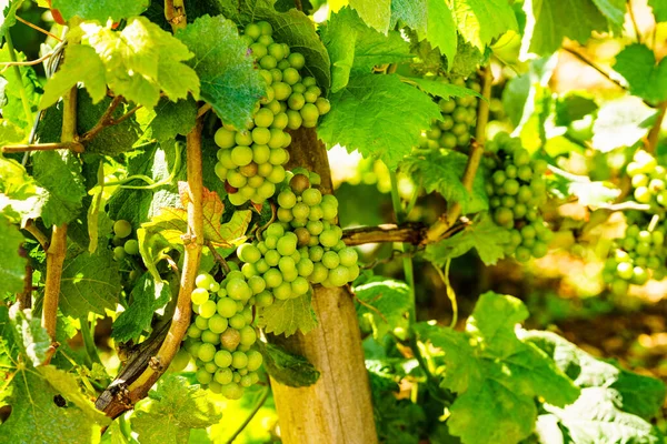 Groene Druiven Aan Boom Wijngaard — Stockfoto