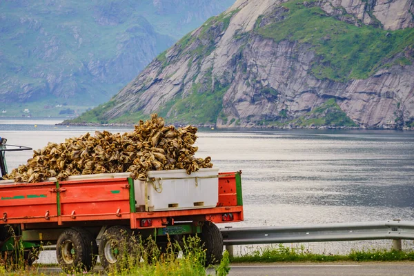Bacalao Seque Bastidores Montañas Fiordo Paisaje Fondo Pesca Industrial Noruega — Foto de Stock