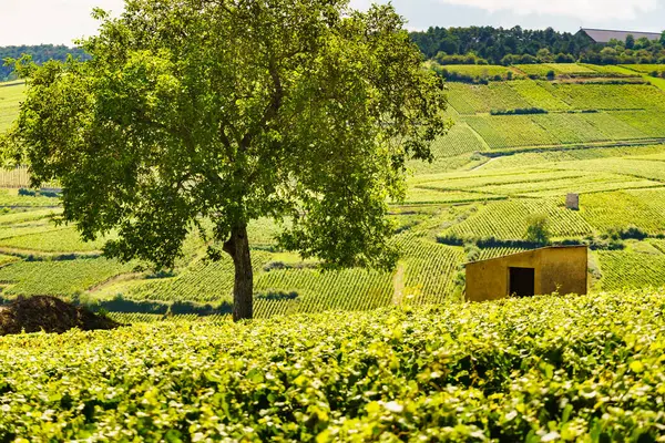Paisaje Viñedos Verdes Región Vinícola Pommard Bourgogne Franche Comte Este — Foto de Stock