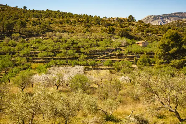 Olajfák Dombon Hagyományos Ültetvény Spanyol Tájkép — Stock Fotó
