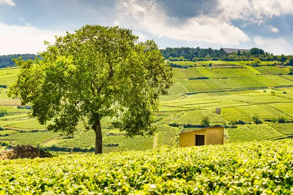 Paisaje Viñedos Verdes Región Vinícola Pommard Bourgogne Franche Comte Este — Foto de Stock