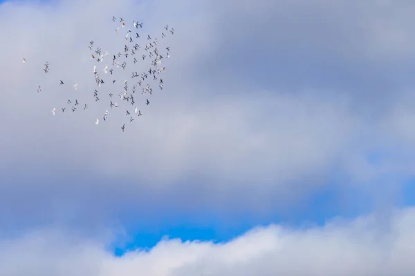 Bandada Aves Volando Sobre Cielo — Foto de Stock