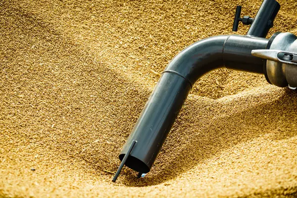 Heap Whole Grain Seeds Wheat Kernels Machine Hose Tube Farm — Stock Photo, Image