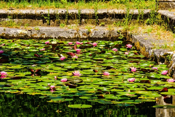 Lotus Water Lilies Pink Flowers Pond — Stock Photo, Image