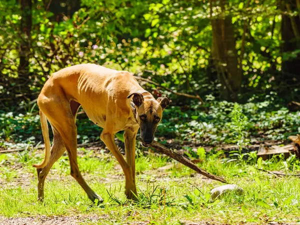 Purebred Dog Greyhound Playing Outdoors Summer Day Spanish Galgo — Stock Photo, Image