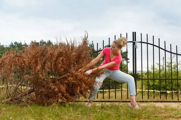 Mulher Jardineiro Removendo Puxando Withered Árvore Thuja Seca Seu Quintal — Fotografia de Stock
