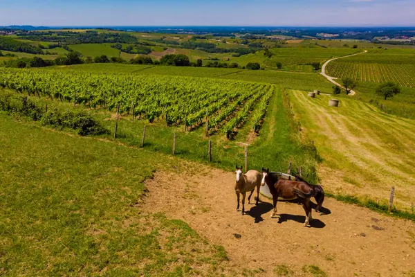Horses Family Water Trough Green Pasture Green Vineyards Hills Pupillin — Stockfoto