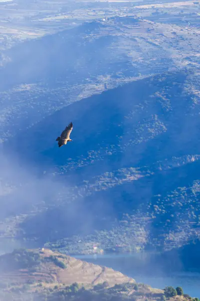 Aves Griffon Abutre Voo Sobre Montanhas Parque Natural Douro Fronteira Fotografia De Stock