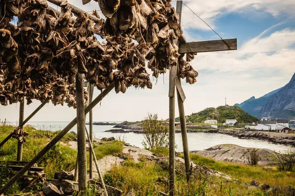 Gallinero Bacalao Secándose Bastidores Islas Lofoten Pesca Industrial Noruega — Foto de Stock