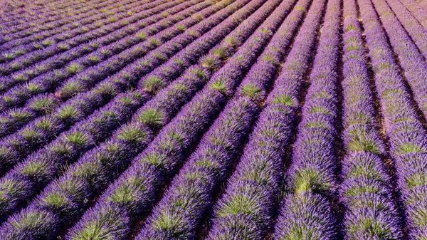 Поле Рядами Квітучої Лаванди Прованс Франції — стокове фото