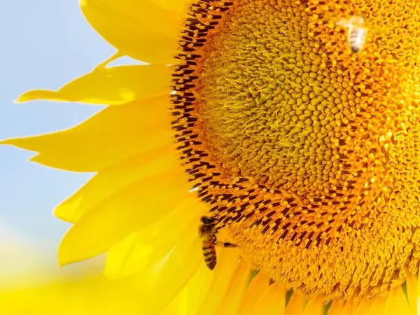 Ανθισμένα Κίτρινα Ηλιοτρόπια Και Μέλισσα Λουλούδια Που Συλλέγουν Γύρη Προβηγκία Royalty Free Εικόνες Αρχείου