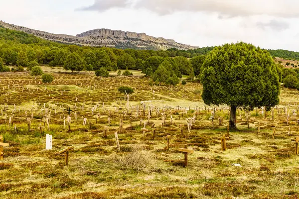 Νεκροταφείο Σαντ Χιλ Στο Μπούργος Της Ισπανίας Τουριστικό Μέρος Τοποθεσία Royalty Free Φωτογραφίες Αρχείου