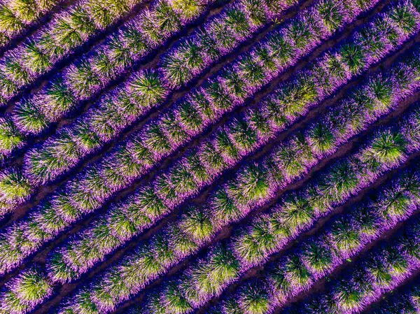 Fält Med Rader Blommande Lavendel Provence Frankrike Flygbild Stockfoto
