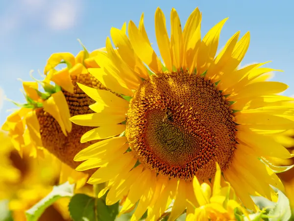 Bunga Matahari Kuning Mekar Dan Lebah Madu Pada Bunga Mengumpulkan Stok Gambar Bebas Royalti