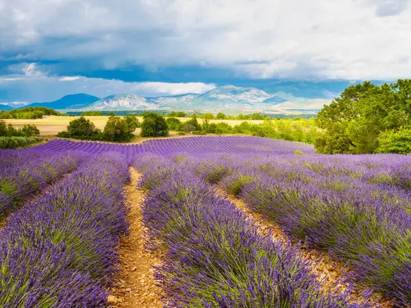 Franskt Landskap Med Blommande Lavendelfält Och Fjäll Fjärran Puimoissonregionen Plateau Stockbild
