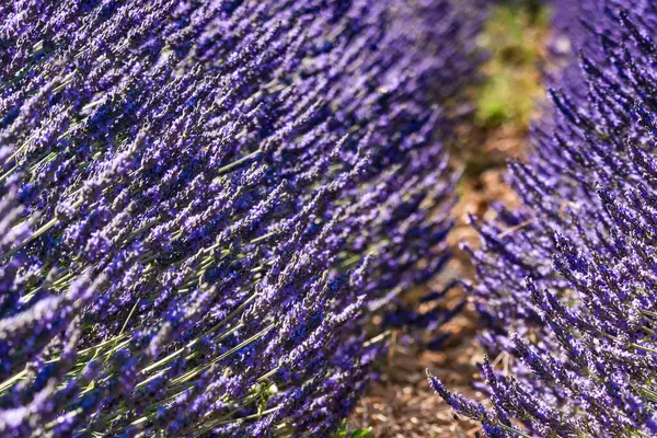 Stock image Lavender fields in bloom in Provence, France. Flowering season. Attraction trip for french vacation.