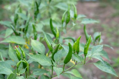 Bahçedeki ağaçta taze yeşil biber. Organik çiftlikte tarım.